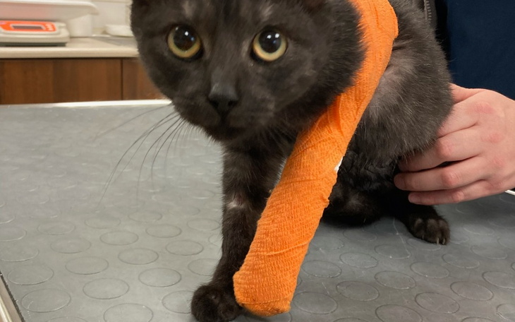 Zbiórka Złamana łapka Dymnej - zdjęcie główne