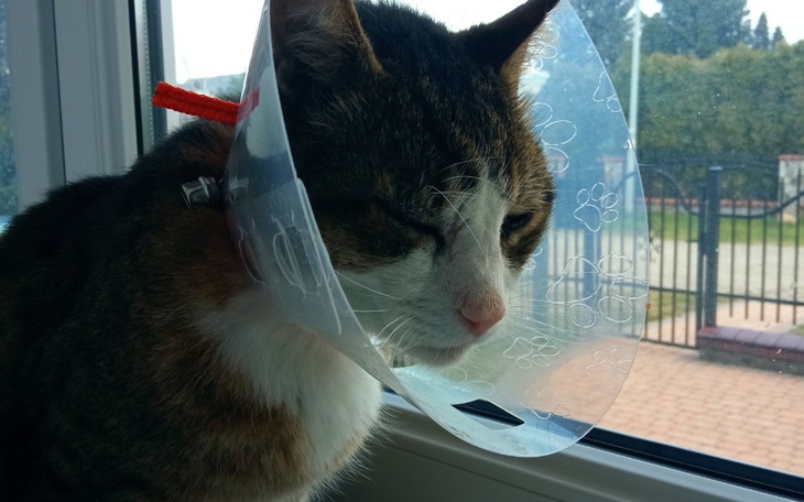 Zbiórka Uratujmy oczko Saherka - zdjęcie główne