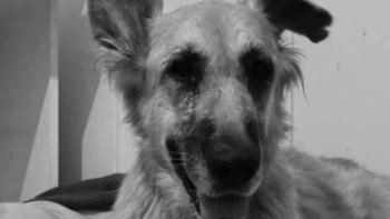 Zbiórka Bora Walczy o Życie - Pomóż - miniaturka zdjęcia