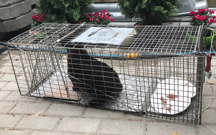 Kot w klatce pułapce, czekający na pomoc.