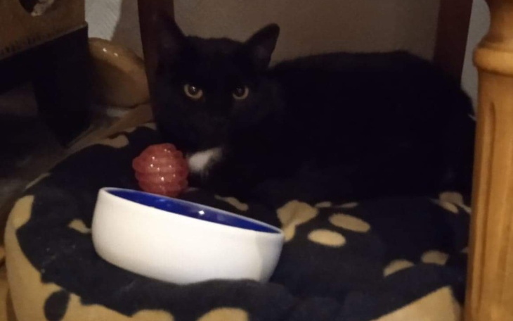 Zbiórka Leczenie neurologiczne kotki - zdjęcie główne