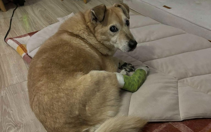 Zbiórka Na rehabilitację Soneta - zdjęcie główne