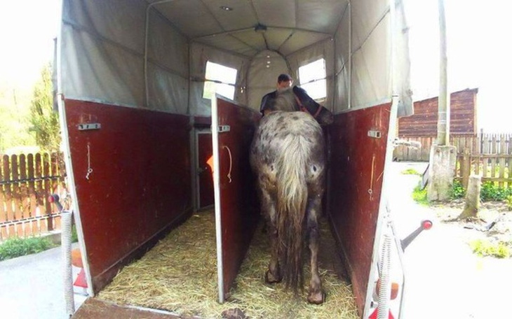 Zbiórka Przyczepa dla ratowanych koni - zdjęcie główne