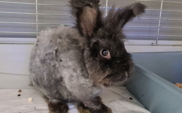 Zbiórka Pomóżcie temu króliczkowi - zdjęcie główne
