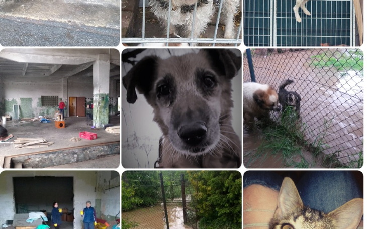 Zbiórka Na utrzymanie, żywienie zwierząt - zdjęcie główne