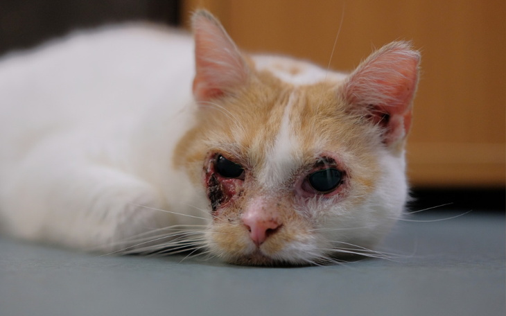 Zbiórka Leczenie Etny - wrzesień - zdjęcie główne