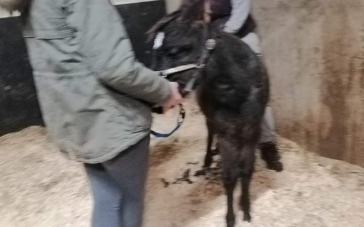 Zbiórka Operacja źrebaka - zdjęcie główne