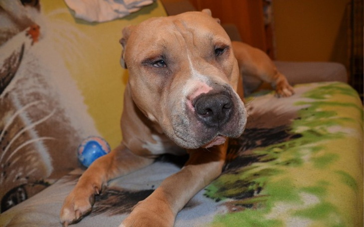 Zbiórka Amstaffy Niczyje - zdjęcie główne