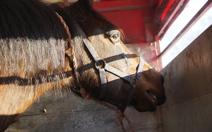 Zbiórka Krzyk rozpaczy - zdjęcie główne