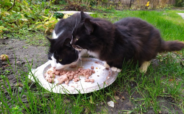 Zbiórka Wolno żyjące koty z Bartoszyc. - zdjęcie główne