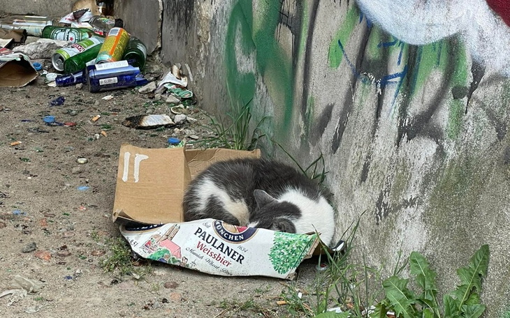 Zbiórka Nie wszystko złoto co się świeci - zdjęcie główne