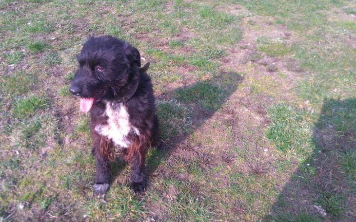 Zbiórka Działka i zapas dla zwierząt - zdjęcie główne