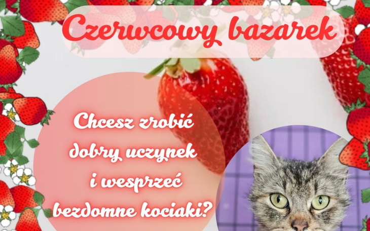Plakat z informacją o wsparciu dla bezdomnych kotów.
