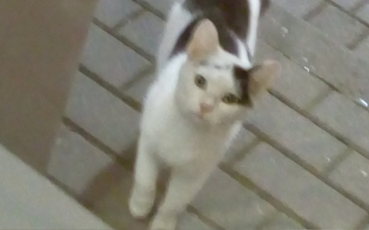 Zbiórka Bezdomniaki Kotki - zdjęcie główne