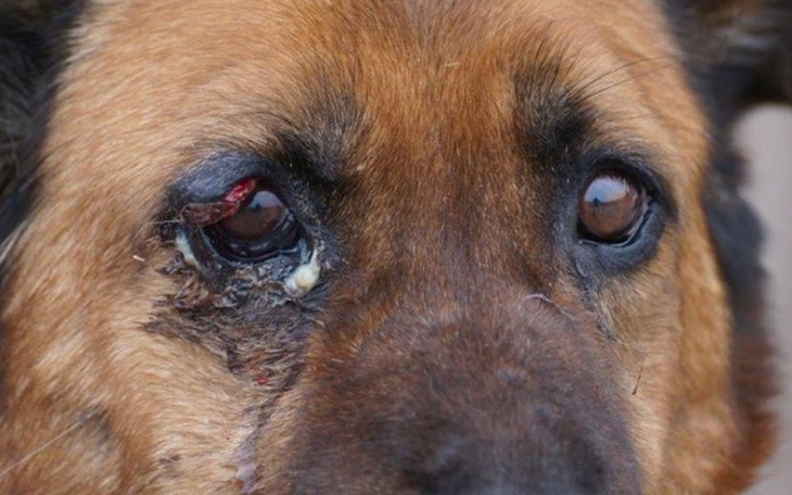 Zbiórka Konieczna operaca oka psiaka - zdjęcie główne