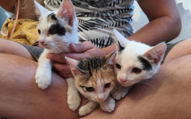 Trzy kocięta trzymane na kolanach, z różnymi umaszczeniami.