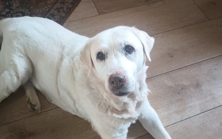 Zbiórka Diagnostyka i leczenie psiaków - zdjęcie główne