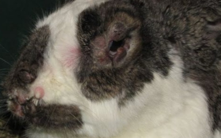 Zbiórka Uratujmy razem Tosie - zdjęcie główne