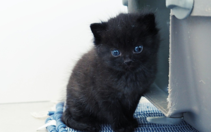 Zbiórka Karma dla RATUJowych kotów - zdjęcie główne