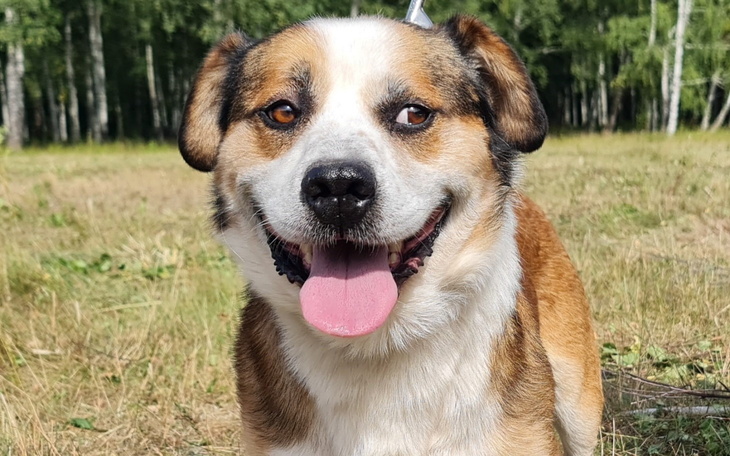 Uśmiechnięty pies na tle zielonej trawy.