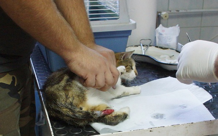 Zbiórka Kotka z urwanym ogonem! - zdjęcie główne