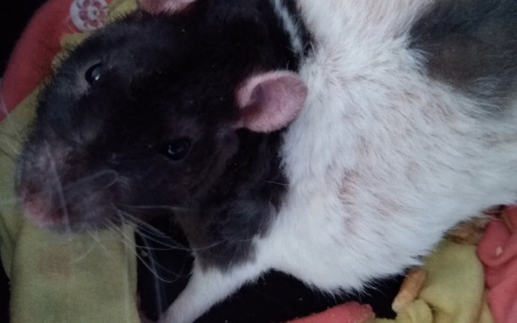 Zbiórka PILNA Operacja dla szczurka - zdjęcie główne