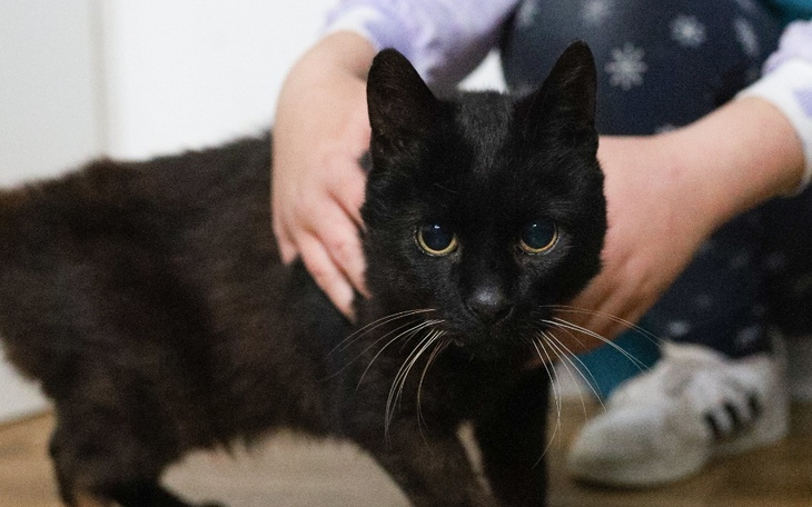 Czarny kot z wyrazistymi oczami, przytulany przez dziecko.