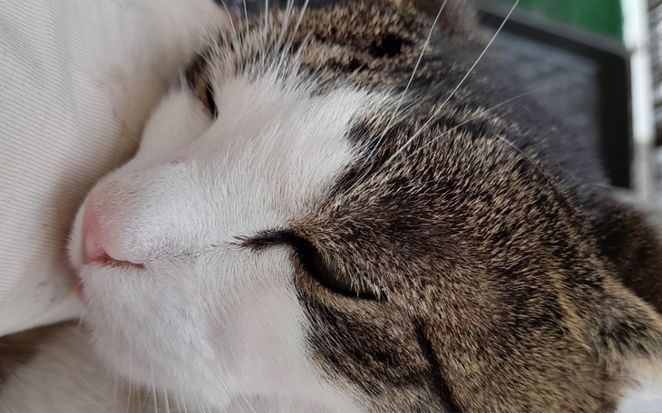 Zbiórka kotek pilnie potrzebuję operacji - zdjęcie główne