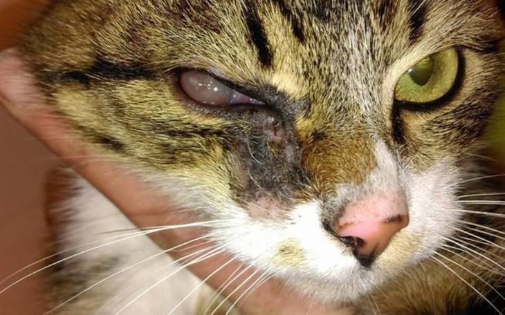 Zbiórka operacja jednego oka bułeli - zdjęcie główne