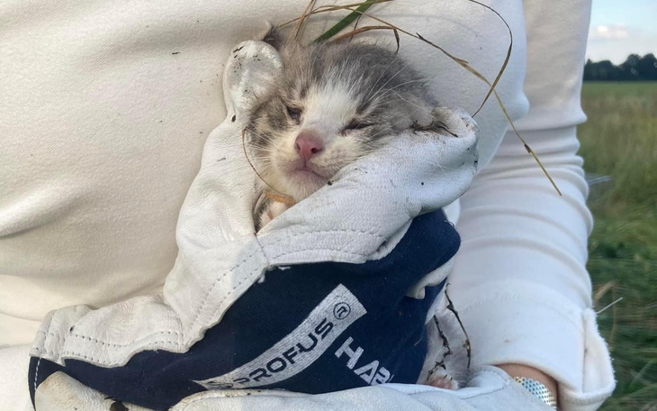 Zbiórka Utrzymanie bezdomniaczków - zdjęcie główne