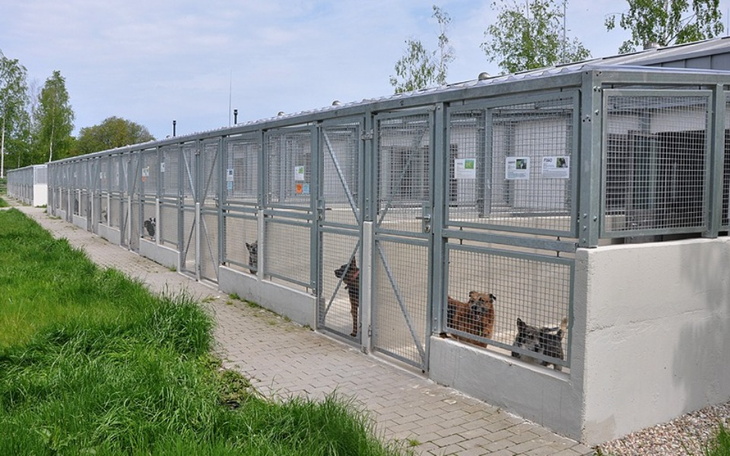 Zbiórka karma dla psów ze schroniska00 - zdjęcie główne