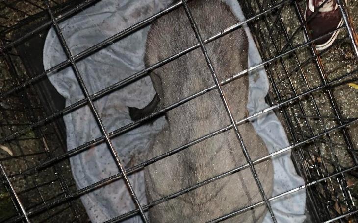 Zbiórka Lolek - szkielet na łańcuchu - zdjęcie główne