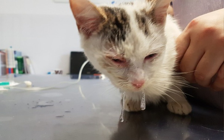 Zbiórka Umierające kocięta z działek - zdjęcie główne