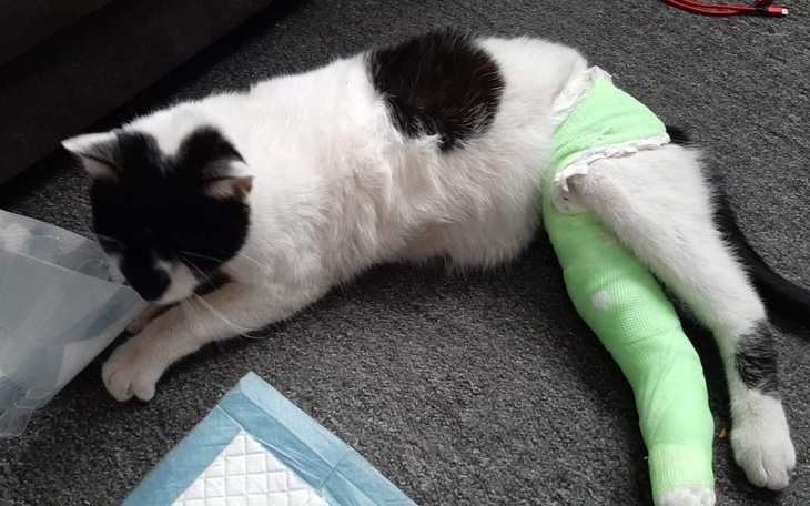 Zbiórka Leczenie kota Puszka - zdjęcie główne