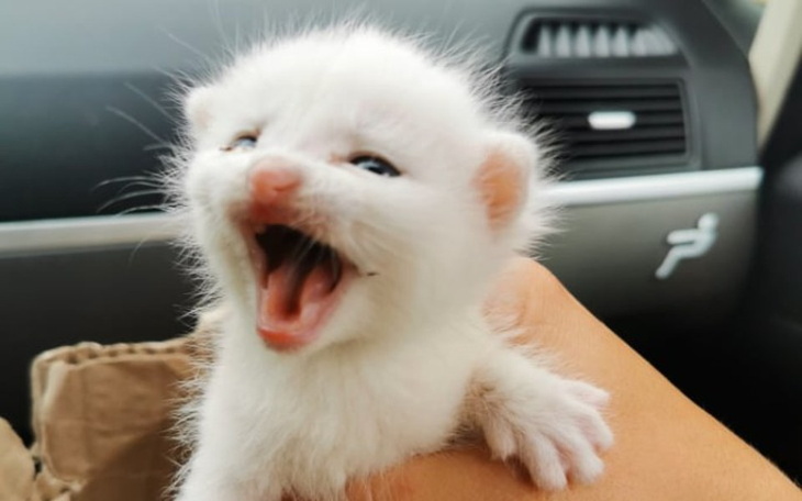 Zbiórka maluchy ze Sztumu proszą o pomoc - zdjęcie główne