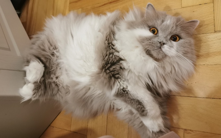 Zbiórka Pomóż nam uratować Bonitę - zdjęcie główne