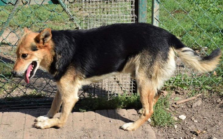 Zbiórka ŁAPEK - prosi o życie bez bólu - zdjęcie główne