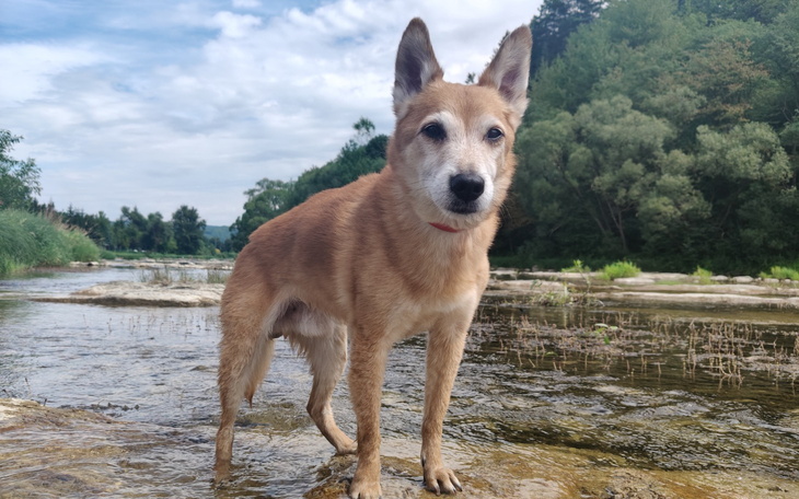 Cooper on his rescue day
