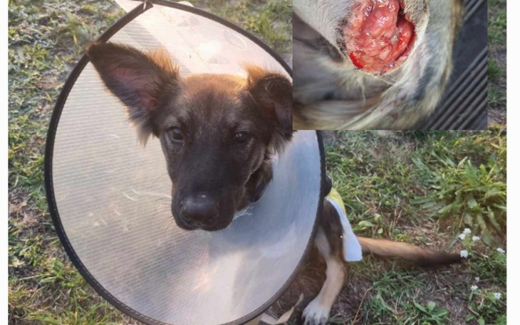 Zbiórka Krytyczna walka o życie malucha - zdjęcie główne