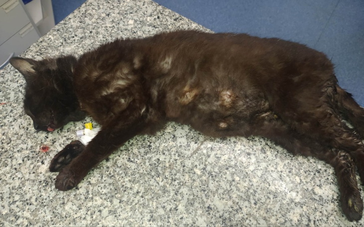 Zbiórka Kotka po wypadku. - zdjęcie główne