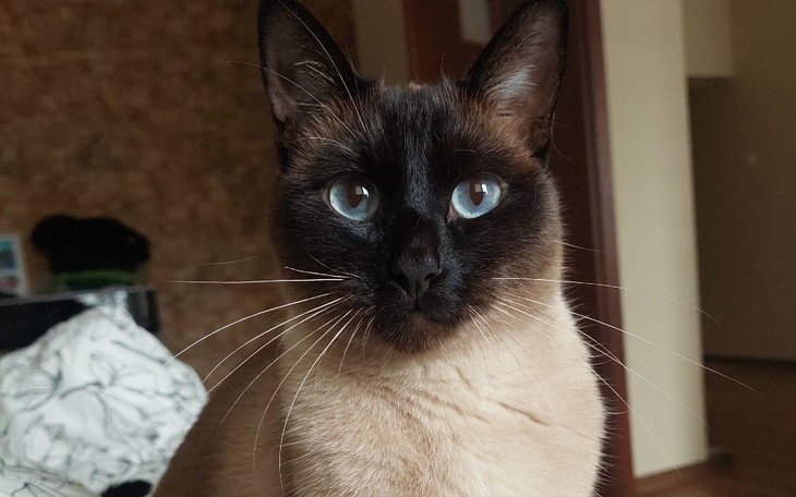 Zbiórka Na operacje dla kotki Kiary - zdjęcie główne