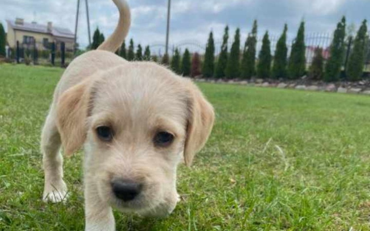 Zbiórka Leczenie śmiertelnej parwowirozy - zdjęcie główne