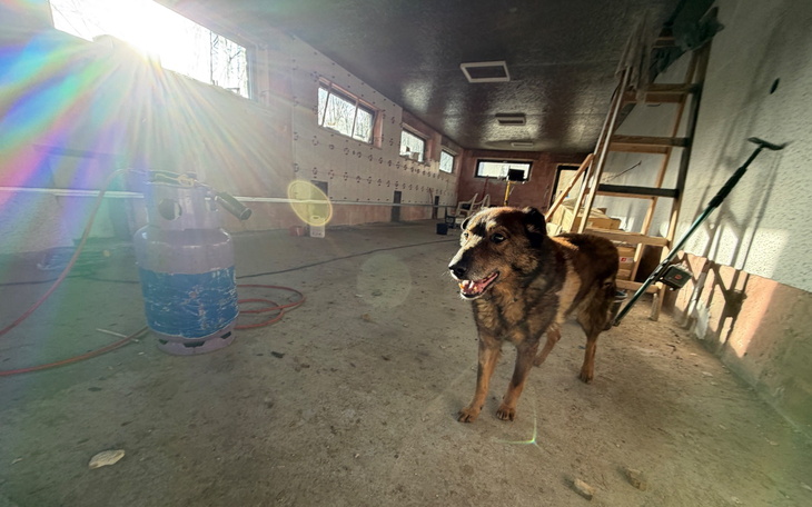 Pies w pomieszczeniu, oświetlony promieniami słońca.