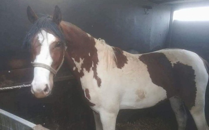 Zbiórka Nowe życie dla Łatka! - zdjęcie główne