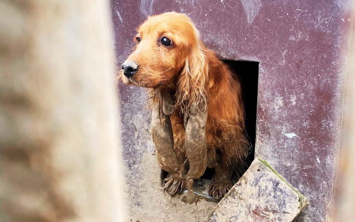 Pies z długimi uszami wygląda przez otwór w ścianie.