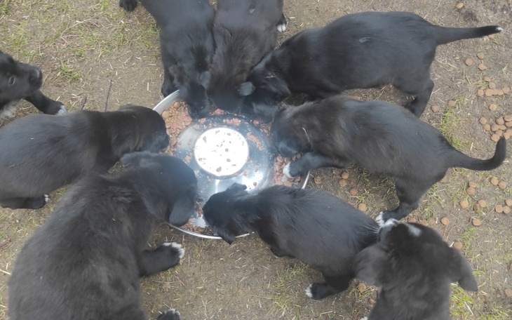 Zbiórka 22 czarne szczenieta.. - zdjęcie główne