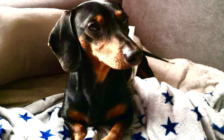 Zbiórka Uratujmy naszego członka rodziny - zdjęcie główne