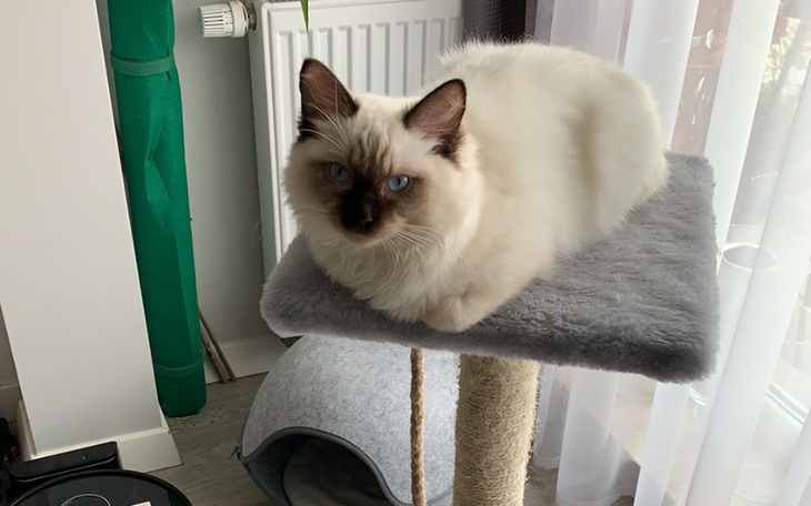 Kot na drapaku, odpoczywający w słońcu.