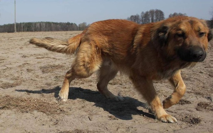 Zbiórka Ratujmy życie Apolla z medoru - zdjęcie główne