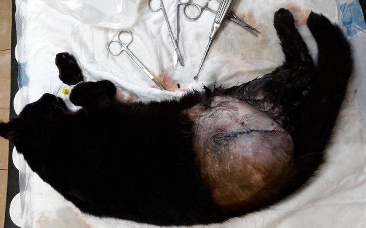 Zbiórka Od dziś walczymy razem z Zuzią!! - zdjęcie główne